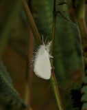 Unknown moth