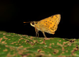 Skipper,Potanthus confusius