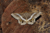 Godonela eleonora (Geometridae)