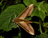 Giant Arum hawkmoth, Theretra nessus