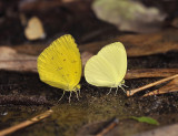 Left, Eurema silmulatrix, right, Gandaca harina