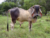 Thai bull