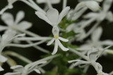 Calanthe triplicata, as previous
