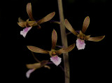 Eulophia graminea