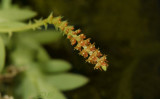 Oberonia japonica