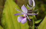 Calanthe texto