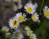 Zomerfijnstraal, Erigeron annuus ssp. septentrionalis