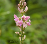 Onobrychis viciifolia