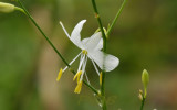 Grasleli, Anthericum liliago, Zuid Limburg