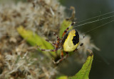Marmerspin, meest voorkomende kleur ( Araneus marmoreus )