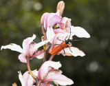 Longhornbeetle on Cymbidium insigne