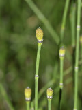 Bonte paardestaart, Equisetum variegata
