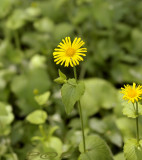 Hartbladige zonnebloem, Doronicum macrophyllum - syn. Arnica austriaca