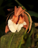 Coelogyne speciosa incarnata, salmon