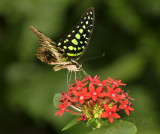 Tailed Jay