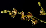 Mesospinidium warscewiczii, flowers 0.8-1.0 cm