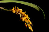 Bulbophyllum neilgerrene