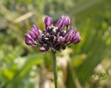 Slangenlook, Allium scorodoprasum