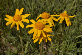 Wilde zonnebloem, Arnica montana