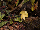 P. concolor