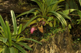 Paphiopedilum hirsutissimum