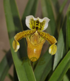 Paphiopedilum exul, Laos on rock