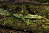 P. sukhalulii