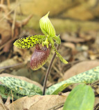 P sukhalulii, Laos