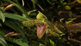 Paphiopedilum sukhalulii, close