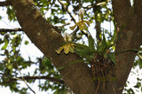 Paphiopedilum gratrixianum