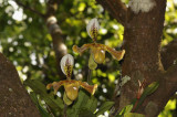 Paphiopedilum gratrixianum