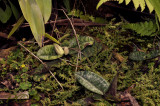 Paphiopedilum bellatulum