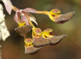 Bulbophyllum spathulatum, close