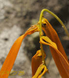 Bulbophyllum wallichii, at 1460 mtr, day 23 celcius 45 % hum - at night 11 cel. 75 % hum.