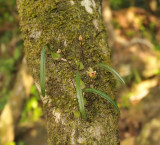 Bulbophyllum capillipes