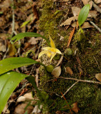 Bulbophyllum siamense