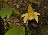 Bulbophyllum siamense