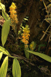 Cephalantheropsis obcordata