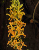 Cephalantheropsis obcordata, terrestrial orchid, dark unspoiled forest, this plant 1000 mtr