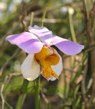 Papilionanthe teres, flower 6-7 cm across