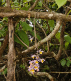 Dendrobium gratiotissimum
