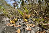 Bulbophyllum morphologorum, habitat