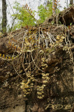 Dendrobium pulchellum, plant 2 mtr. across