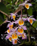 Dendrobium gratiotissimum, photo taken in Laos