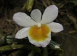 Dendrobium crepidatum semi alba, picture taken in Laos