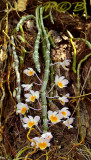 Dendrobium crepidatum, picture taken in Laos