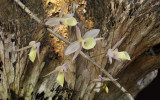 Dendrobium aphyllum