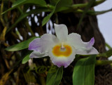 Dendrobium findlayanum