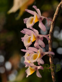 Dendrobium gratiotissimum pink variety, Laos