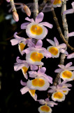 Dendrobium gratiotissimum pink variety, Laos,  natural light, natural color